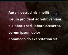 	Aute, nostrud nisi mollit   	Ipsum proident ad velit veniam.  	eu laboris sed, labore occaecat. 	Lorem ipsum dolor  	Commodo do exercitation sit